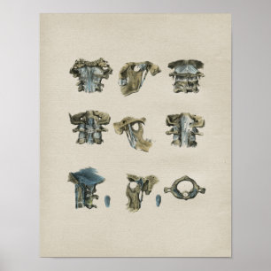 Impressão da Vintage da Anatomia Cervical Humana