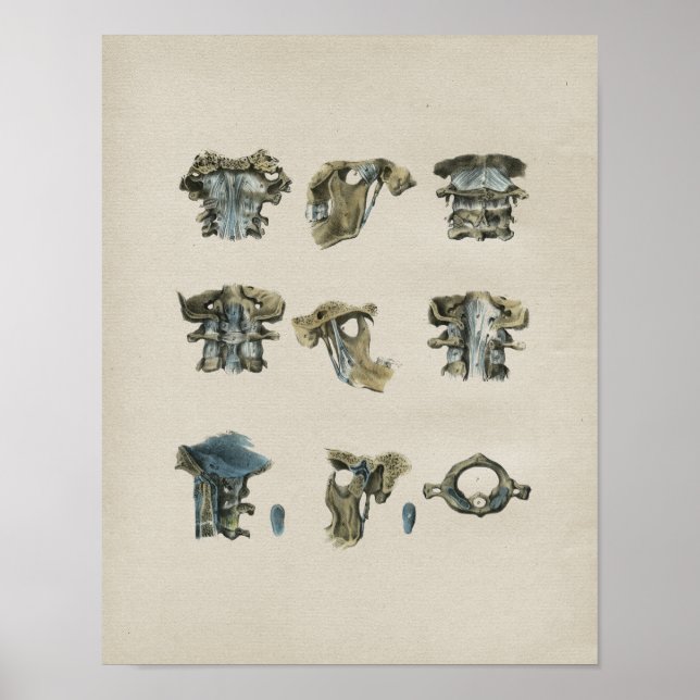 Impressão da Vintage da Anatomia Cervical Humana (Frente)