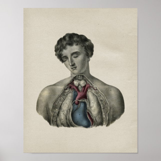 Impressão da Vintage da Anatomia do Coração Humano (Frente)