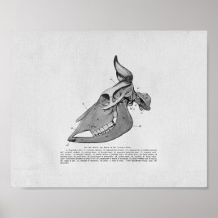 Impressão da Vintage da Anatomia do Crânio da Vaca