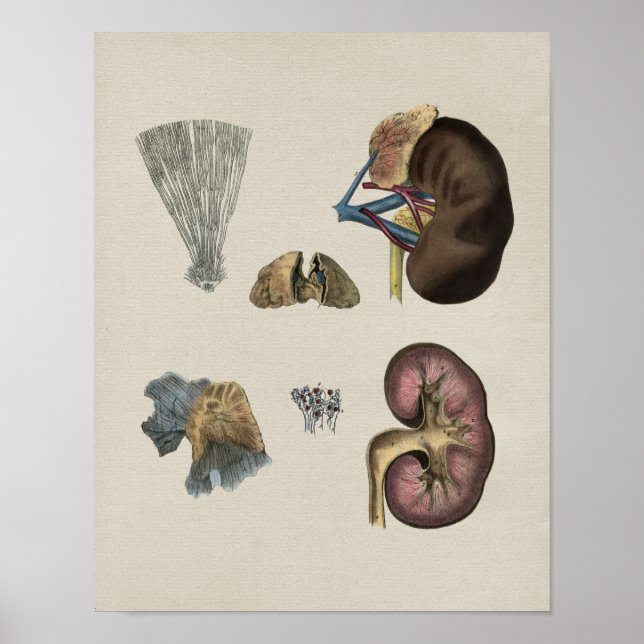 Impressão da Vintage da Anatomia dos Rins Humanos (Frente)