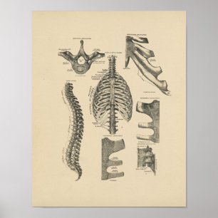 Impressão da Vintage Spinal Anatomy 1880
