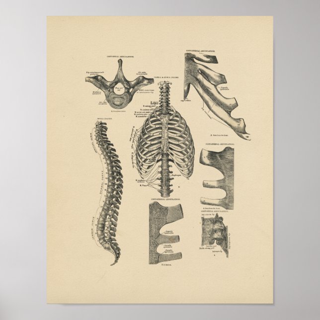 Impressão da Vintage Spinal Anatomy 1880 (Frente)