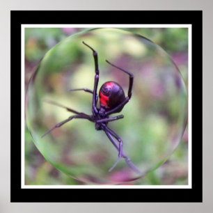 Impressão da viúva negra