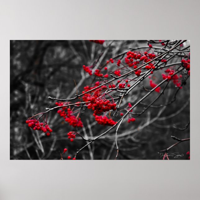 Impressão das Berries de inverno (Frente)