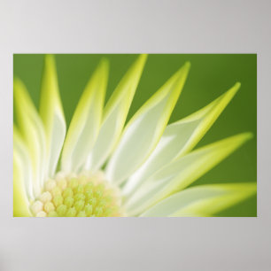 Impressão das canvas da margarida