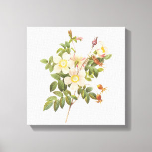 Impressão das canvas das flores brancas do vintag