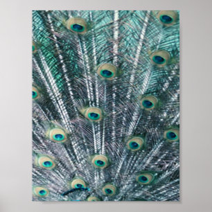 Impressão das canvas das penas do pavão