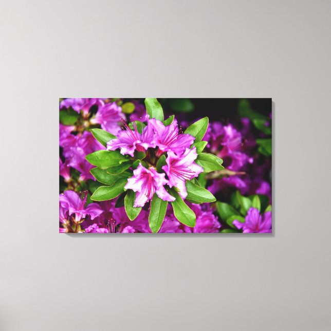 Impressão das canvas de Azelia (Frente)