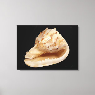 Impressão das canvas de Shell do Conch