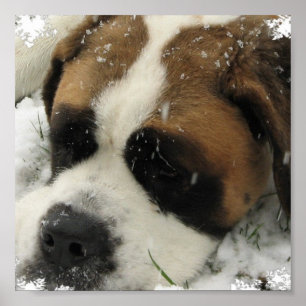 Impressão das canvas de St Bernard