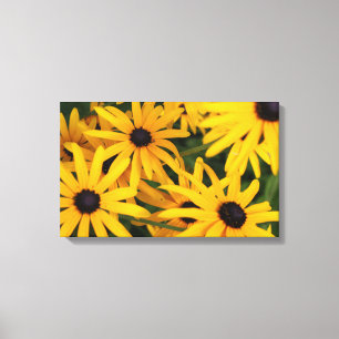 Impressão das canvas de Susans de olhos pretos