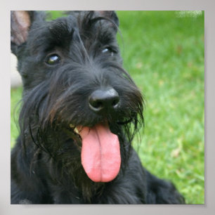 Impressão das canvas de Terrier do Scottish
