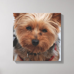 Impressão das canvas de Yorkie