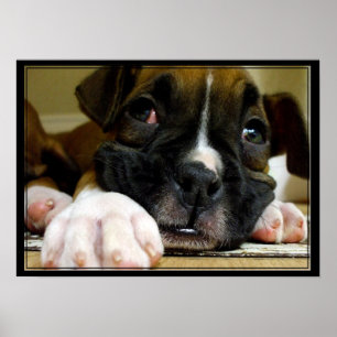 Impressão das canvas do filhote de cachorro do