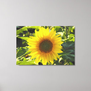 Impressão das canvas do girassol do nascer do sol