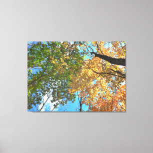 Impressão das canvas do Lg das copas de árvore d