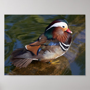 impressão das canvas do pato de mandarino