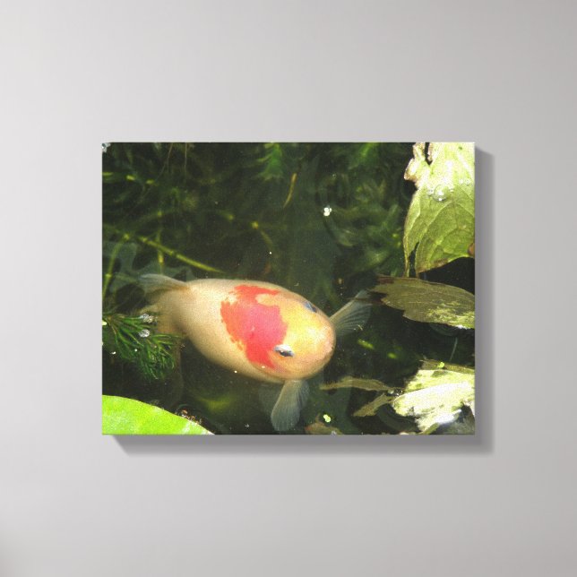 Impressão das canvas do peixe dourado (Frente)