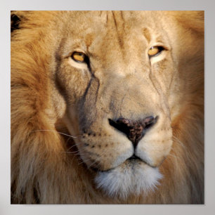 Impressão das imagens do leão