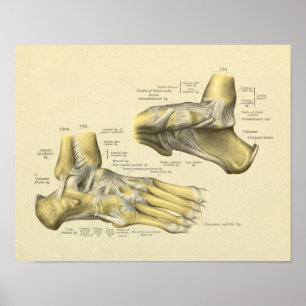 Impressão das junções dos ossos da anatomia do