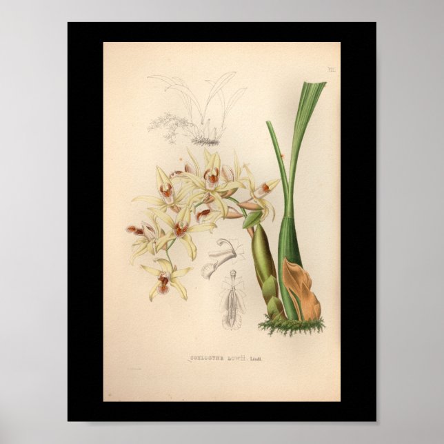 impressão de 1860 Vintage Orchid Flower (Frente)