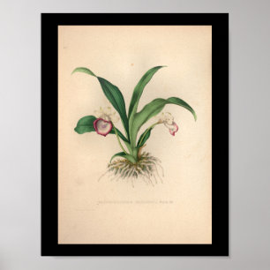 impressão de 1860 Vintage Orchid Flower