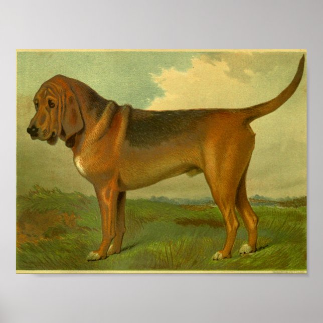 impressão de 1881 Vintage Bloodhound (Frente)