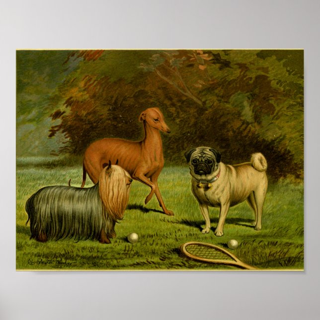 impressão de 1881 Vintage Terrier e Pug (Frente)