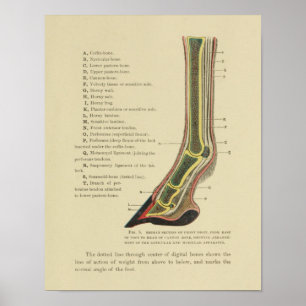 Impressão de 1902, Vintage Horse Hoof Foot Anatomy