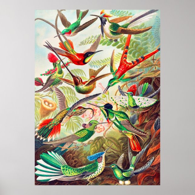 impressão de 1904 beija-flores (Frente)