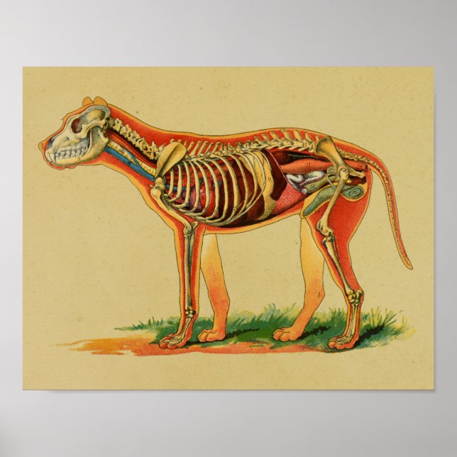 impressão de 1905 da Anatomia Canina dos Cães (Frente)