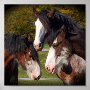 Impressão de 3 cabeças de Clydesdale