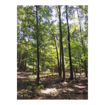 Impressão de Acres Perdidos