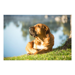 Impressão de alta qualidade da foto do cão de
