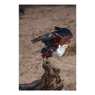Impressão de alta qualidade da foto dos peixes
