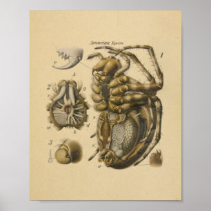 Impressão de Anatomia de Aranha Paul Pfurtschelle