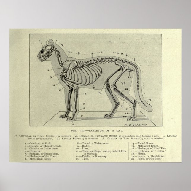 Impressão de Anatomia de Gatos Esqueletais (Frente)