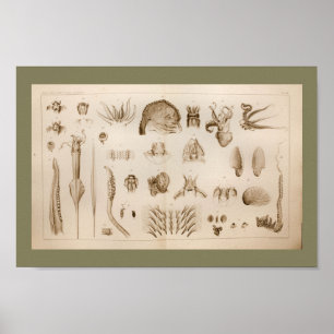 impressão de Anatomia de Octopus Lula de 1896