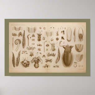 impressão de Anatomia de Octopus Lula de 1896