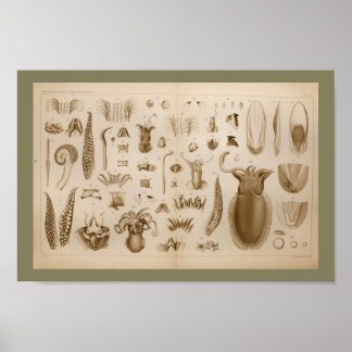 impressão de Anatomia de Octopus Lula de 1896