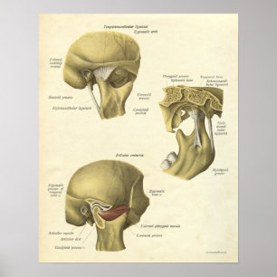 Impressão de Anatomia de Vintage