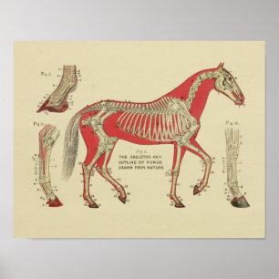 Impressão de Anatomia do Esqueleto dos Cavalos 19