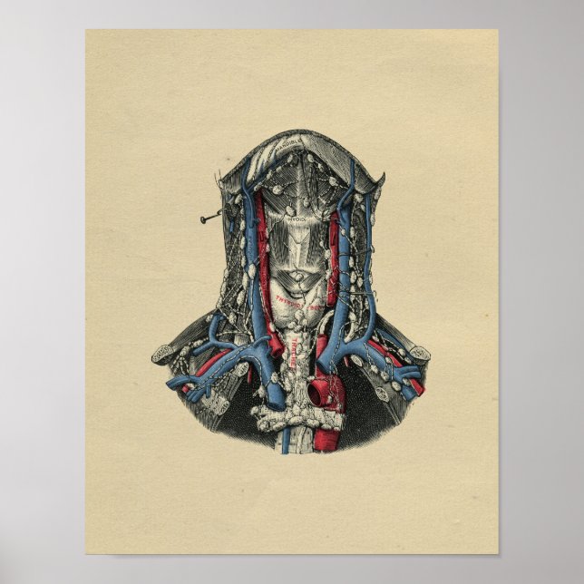 Impressão de Anatomia do Nó Linfático Humano 1902  (Frente)