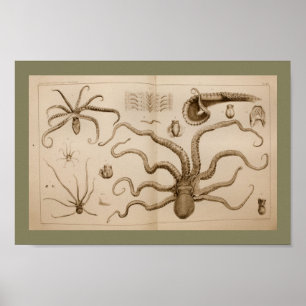 impressão de Anatomia do Octopus Octopus 1896