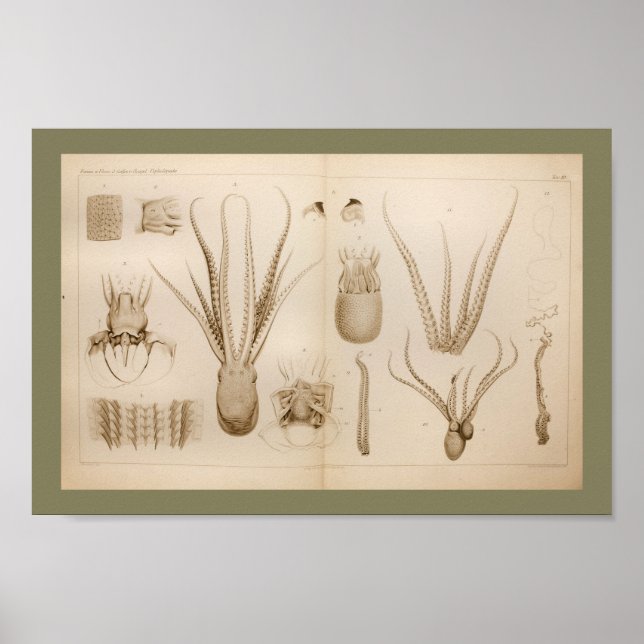 impressão de Anatomia do Octopus Octopus 1896 (Frente)