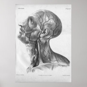 Impressão de Anatomia do Pescoço e Cabeça de Vi