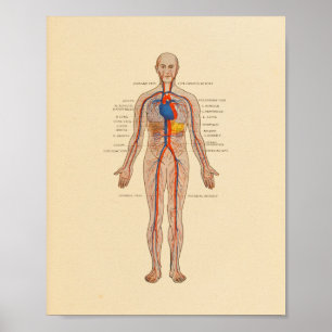 Impressão de Anatomia Humana das Artérias Cardí