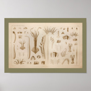 impressão de Anatomia Lula Vintage em 1896