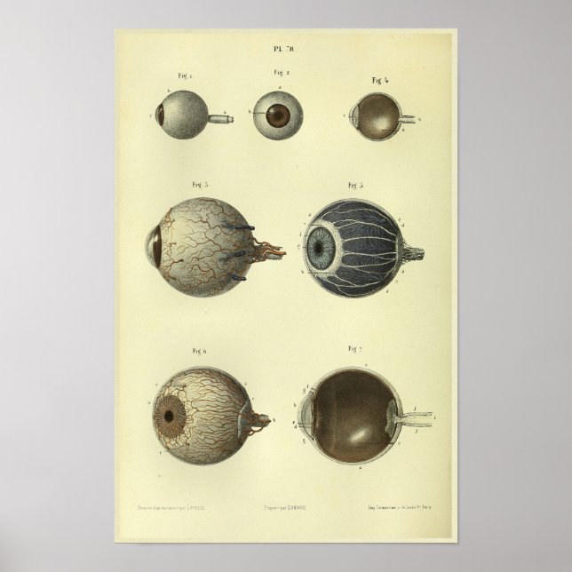 impressão de Anatomia Ocular Humana 1866 (Frente)